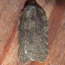 Acleris maximana