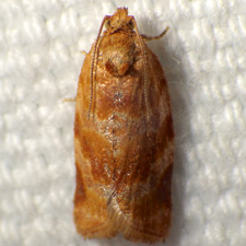 Argyrotaenia pinatubana