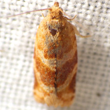 Argyrotaenia pinatubana