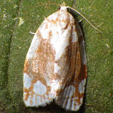 Argyrotaenia alisellana