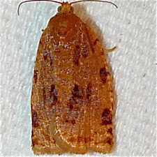 Archips cerasivorana