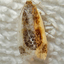 Clepsis melaleucanus