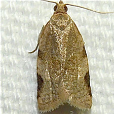 Clepsis peritana