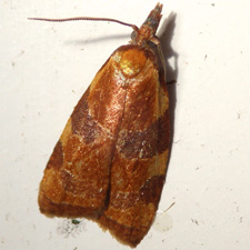 Cenopis diluticostana