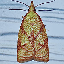 Cenopis reticulatana