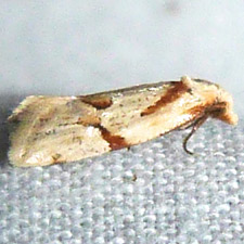 Aethes seriatana