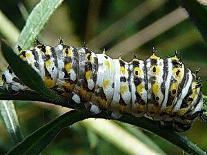 Papilio polyxenes