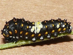 Papilio polyxenes