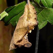 Polygonia interrogationis