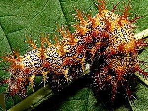 Polygonia interrogationis