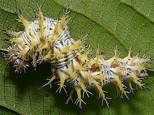 Polygonia comma