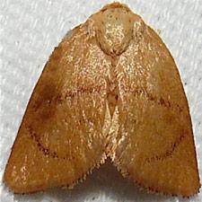 Tortricidia pallida