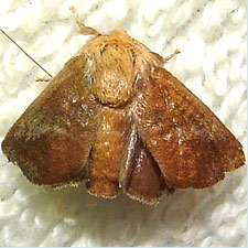 Isa textula