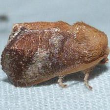 Isa textula