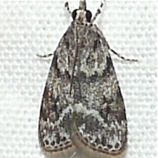 Scoparia basalis