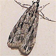 Eudonia strigalis