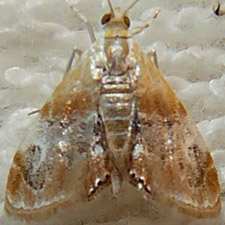 Dicymolomia julianalis