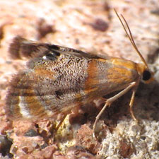 Dicymolomia opuntialis