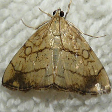 Evergestis pallidata