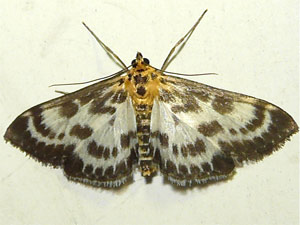 Anania hortulata