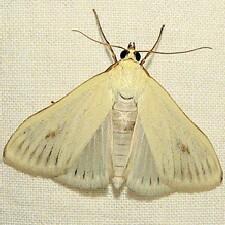 Sitochroa palealis