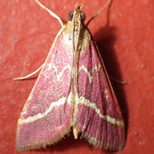 Pyrausta volupialis