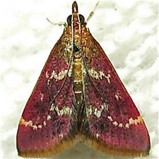 Pyrausta signatalis