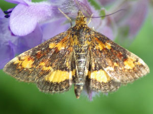 Pyrausta orphisalis