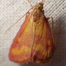 Pyrausta laticlavia