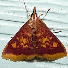 Pyrausta acrionalis