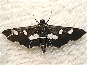 Desmia funeralis