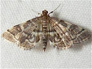 Anageshna primordialis