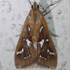 Diastictis fracturalis