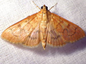 Psara dryalis