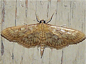 Herpetogramma pertextalis