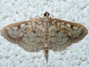 Herpetogramma thestealis