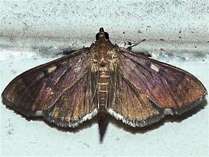 Herpetogramma sphingealis