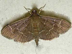 Pilocrocis ramentalis