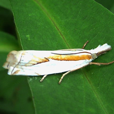 Crambus youngellus