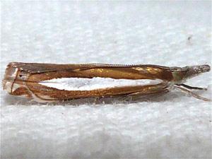 Crambus praefectellus