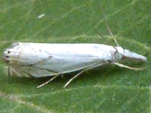 Crambus albellus