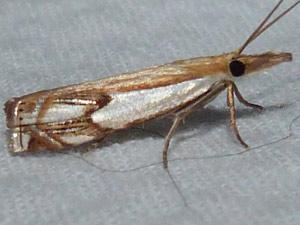 Crambus agitatellus