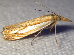 Crambus saltuellus