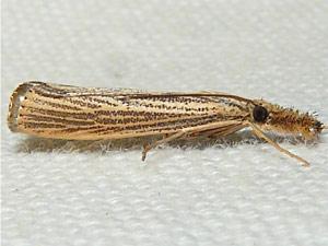 Agriphila vulgivagellus