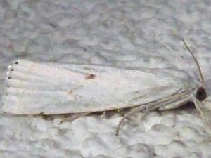 Microcrambus biguttellus