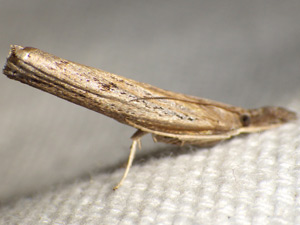 Fissicrambus mutabilis