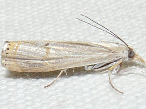 Parapediasia decorellus