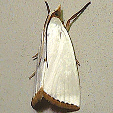 Urola nivalis