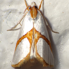 Vaxi auratellus