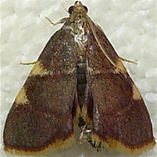 Hypsopygia olinalis